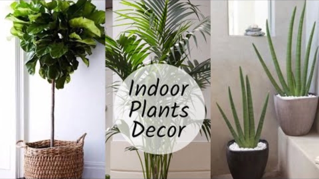 decoration of plants inside you house